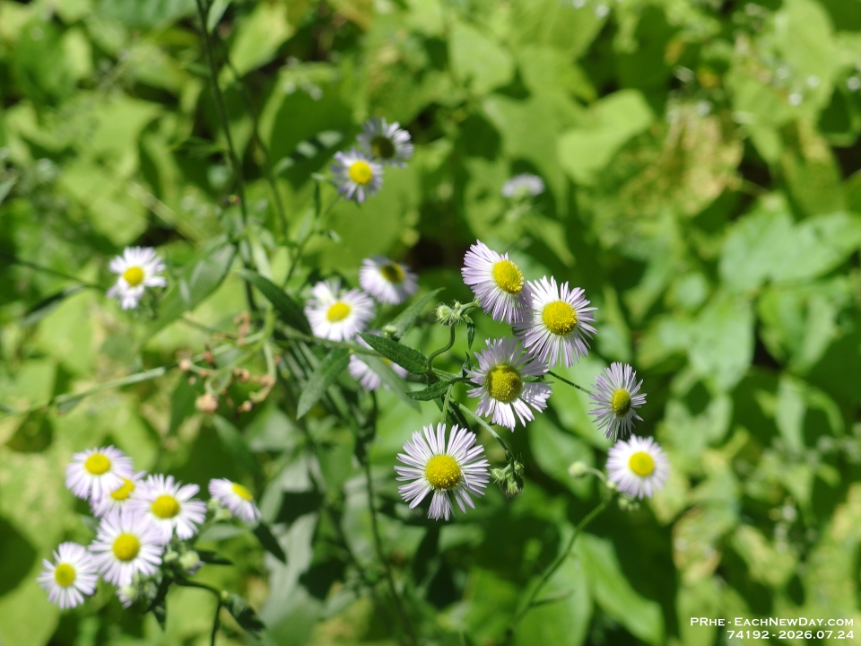74192 - Flowers in Clayt French Park
